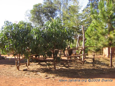 mango trees in the village of Fiarenana in Madagascar 