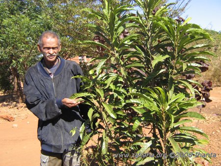The village's retired pastor with a fruit tree in Fiarenana, Madagascar