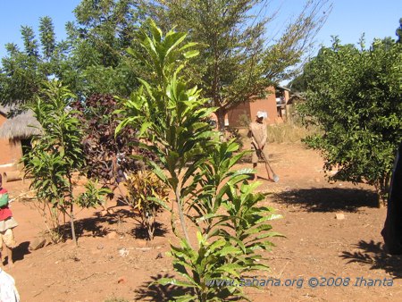 Trees in the village of Fiarenana in Madagascar 