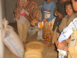 Potatoes provided by zahana's seed fund