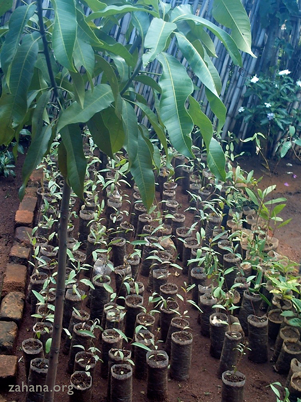 seedlings grown by Zahana's gardeners in Madagascar