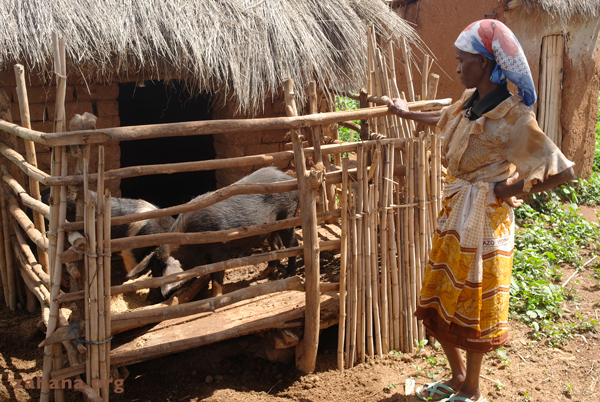 pigs as zahana's microcredit in Madagascar