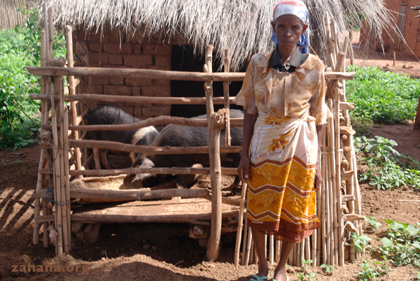 Rainig pigs as microcredit in Madagasar - zahana
