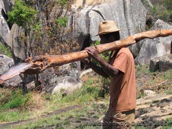 gathering firewood