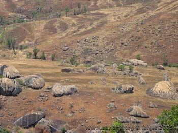 zebu forest