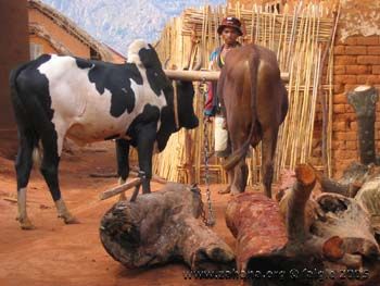 Oxen pulling logs of firewood