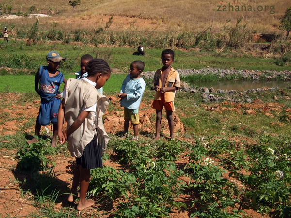 growinf potatoes in Rural Madagascar