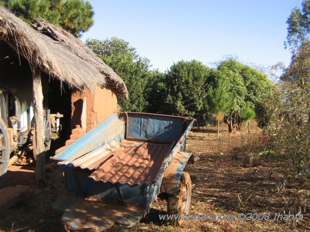 Trees in the village of Fiarenana in Madagascar
