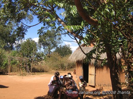 Trees in the village of Fiarenana in Madagascar