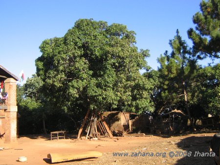 Trees in the village of Fiarenana in Madagascar