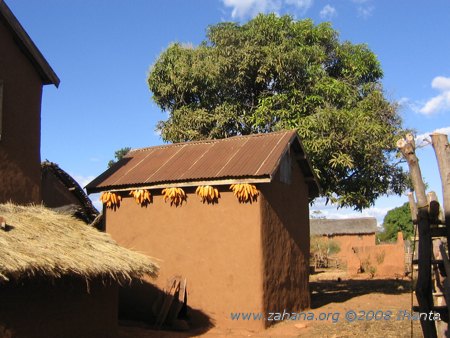 Trees in the village of Fiarenana in Madagascar