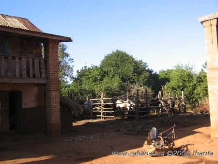 Trees in the village of Fiarenana in Madagascar