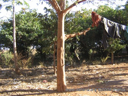 Trees in the village of Fiarenana in Madagascar
