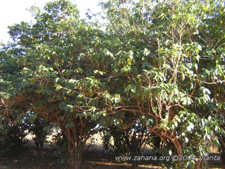 Trees in the village of Fiarenana in Madagascar