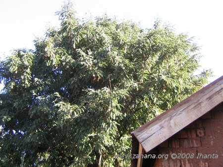 Trees in the village of Fiarenana in Madagascar