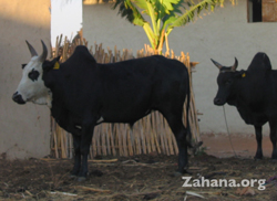 Zebu cattle in Madagascat 