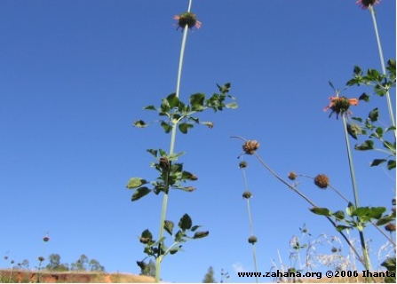 plants in Madagascar