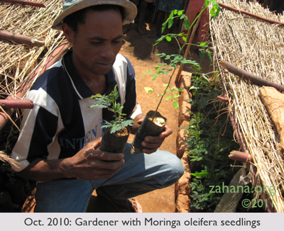 July 2010: Zahana’s Gardner rowing Moringa oleifera seedlings  