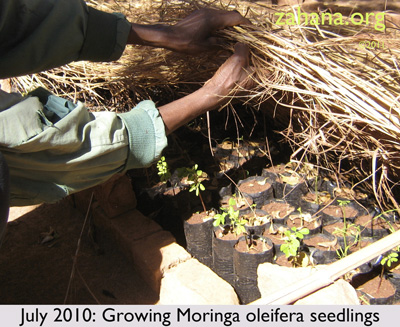 July 2010: Zahana’s Gardner rowing Moringa oleifera seedlings  
