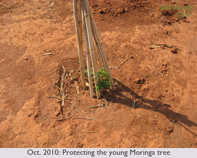 Oct 2010: Zahana’s Gardner planting Moringa oleifera seedlings  