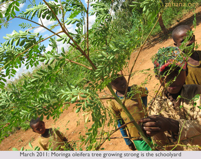 March 2011: Moringa oleifera growing strong in Zahana's villages