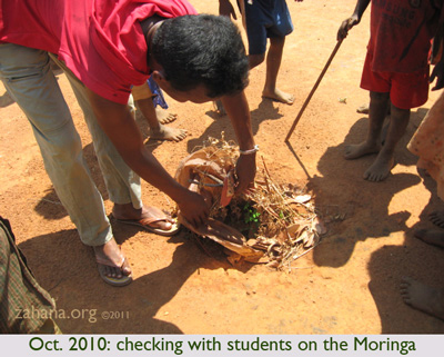 Oct 2010: Zahana’s Gardner planting Moringa oleifera seedlings  