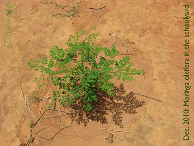 Moringa oleifera growing strong in Zahana's villages