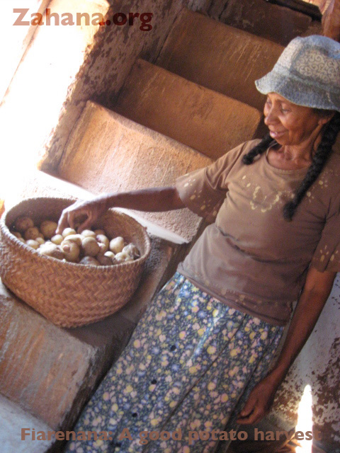 Potatoes grown in the village of Fiarenana, Madagascar