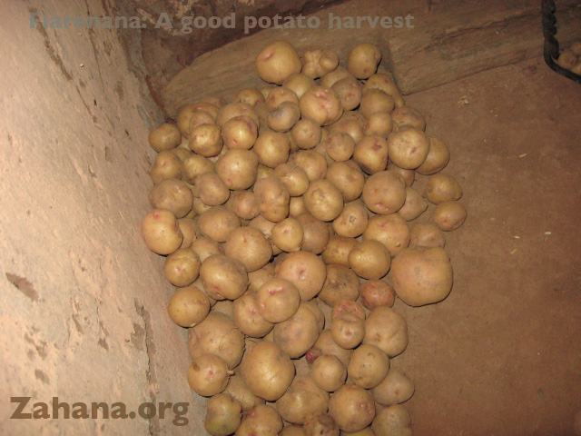 Potatoes grwon in a Madagascar village