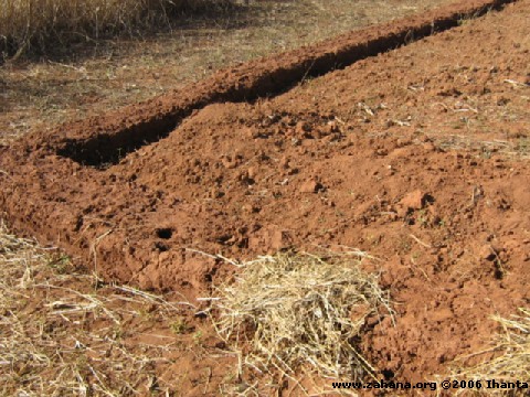 Schoolgarden plot