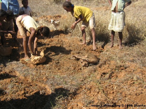 Tending the seedlings