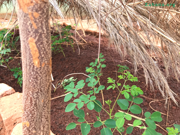 Moringa seedling in rural Madagascar