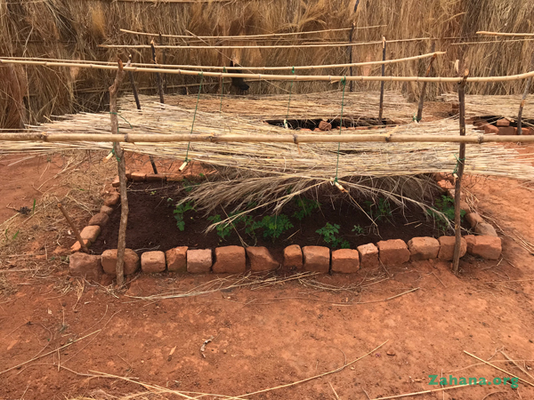 New tree nursery with Moringa in Madagascar