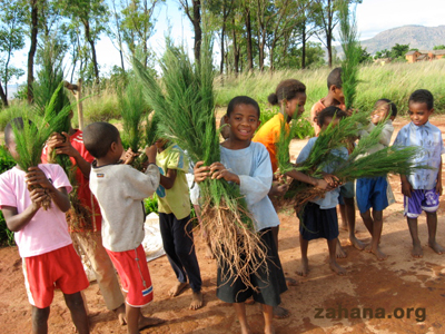 planting seedlings