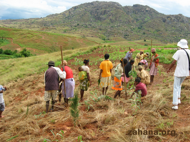 The entire community comes together to plant their new forest in Madagascar Zahana.org 