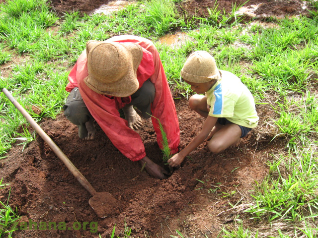 The entire community comes together to plant their new forest in Madagascar Zahana.org 