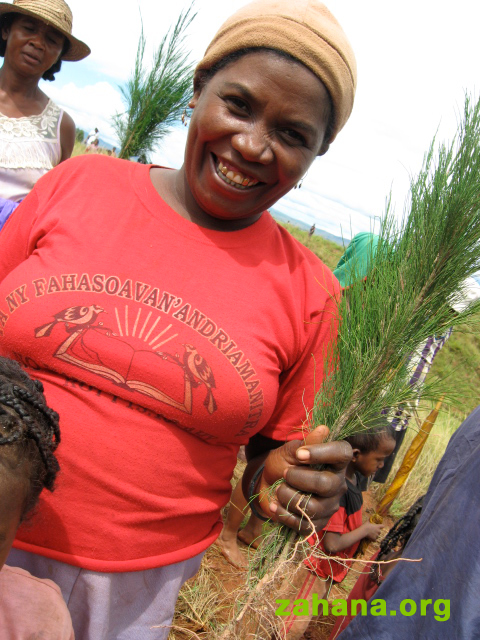 seelings ready to be planted in Madagascar