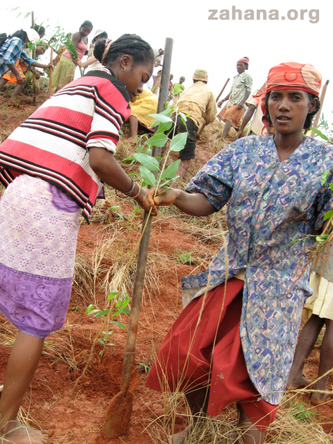 The entire community comes together to plant their new forest in Madagascar Zahana.org 