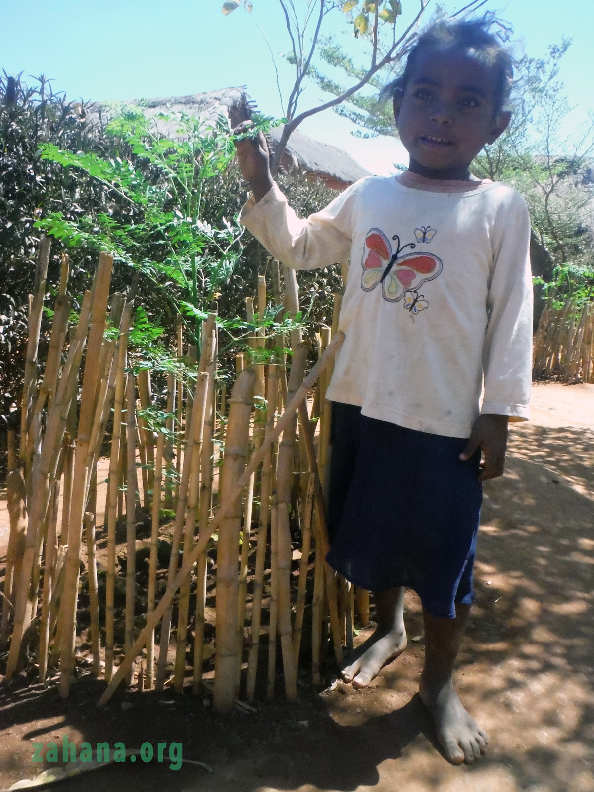 Moringa oleifera tree in Madagascar