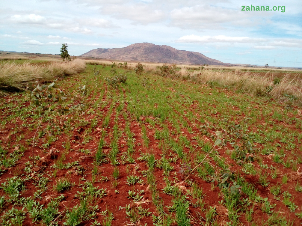 vegetable garden in Madagascar