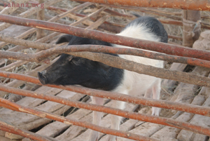 Raising pigs in the mocrocredit project with Zahana