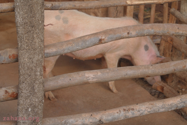 Pig in a pen in Madagascar